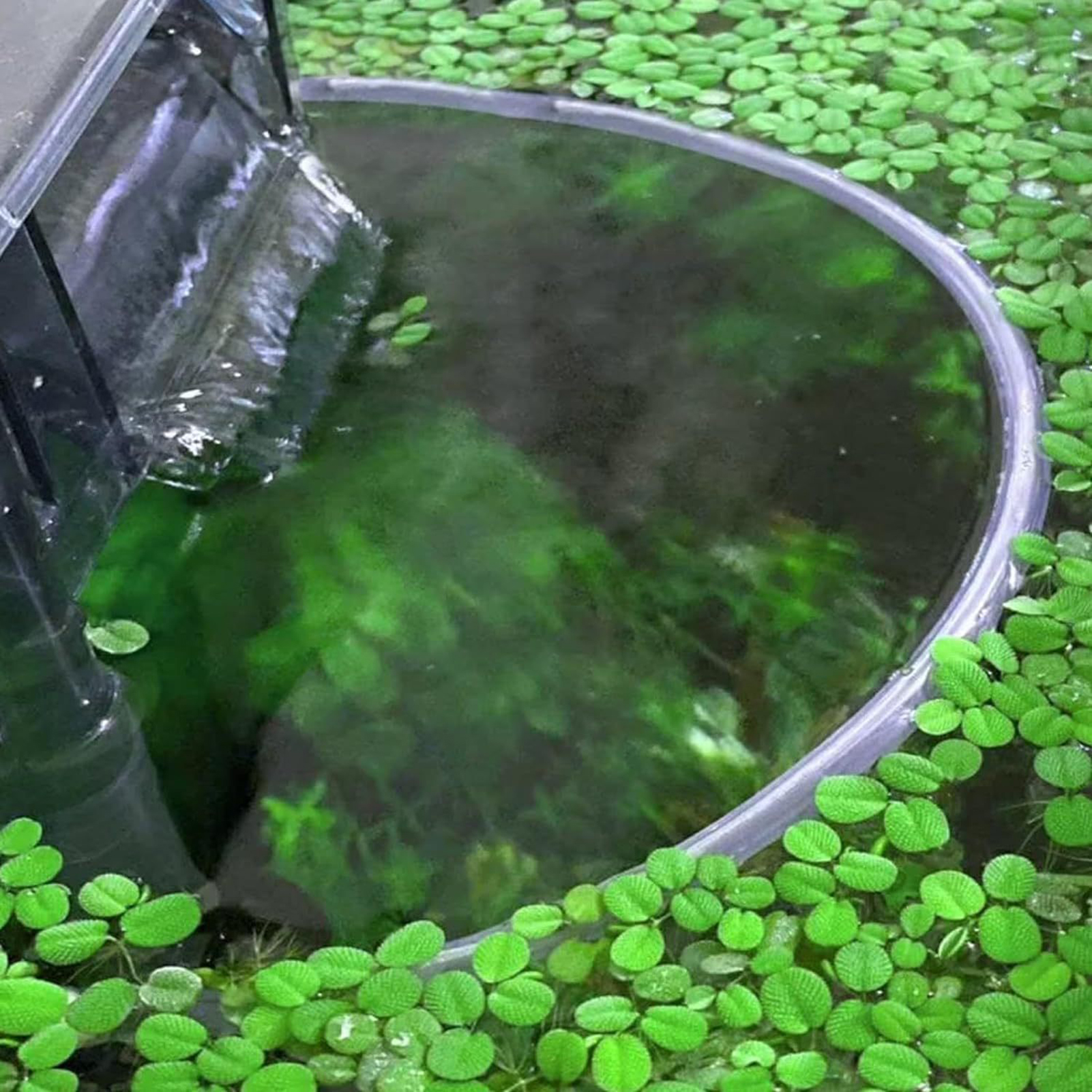 Floating Plant Fence for Fish  - Home Improvement Fence recensie en prijs